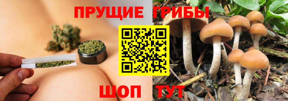 Псилоцибиновые грибы GOLDEN TEACHER  продажа наркотиков  Вход с VPN  Канск  Галлюциногенные грибы мухоморы 